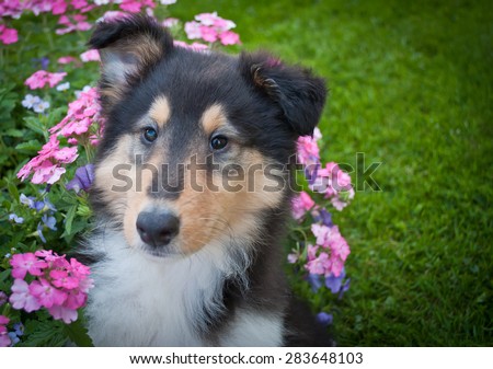 Close up of a sweet Collie puppy with flowers around her along with copy space
