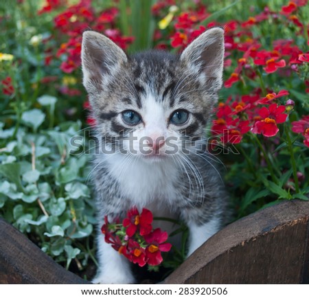 Super cute kitten standing in a bucket of flowers.