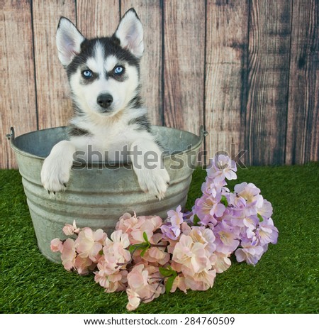 Cute little Husky puppy sitting in a bucket outdoors with flowers around her.