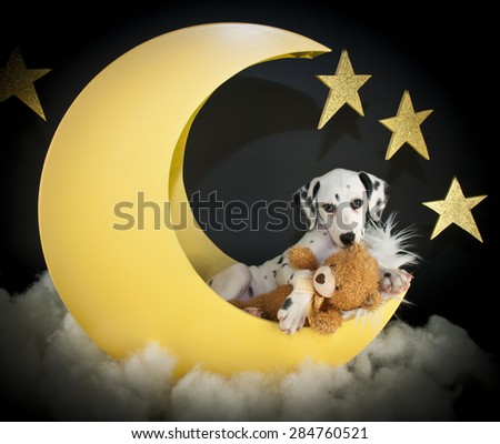 Very cute Dalmatian puppy laying in a crescent moon with his teddy bear.