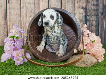 Cute little Dalmatian puppy peeking out of a bucket outdoors with flowers around her.