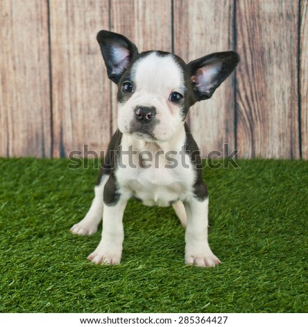 Super cute Fenchton puppy standing in the grass outdoors with a sweet look on his face.