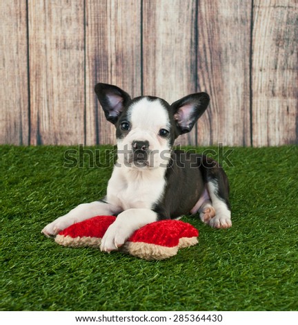 Cute little Frenchton puppy laying in the grass outdoors with a dog toy, with copy space.