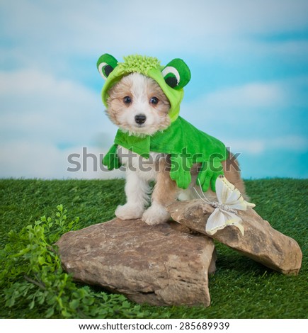 Cute Puppy dressed up in a frog outfit standing on rocks outside next to a butterfly.