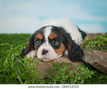 Super cute King Cavalier puppy laying on rocks outdoors that looks like he is about in fall a sleep, with copy space.