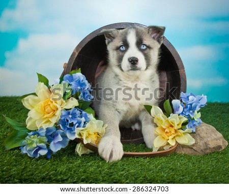 Sweet blue eyed puppy sitting in a bucket outdoors with blue and yellow flowers around her.
