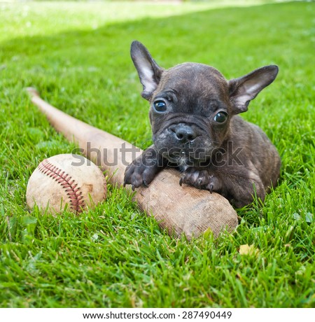 Tiny French Bulldog puppy laying in the grass outdoors with a baseball and bat.