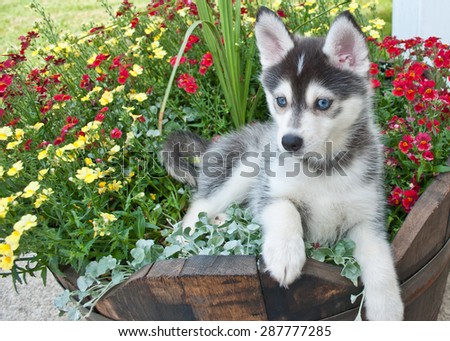Cute Pomsky puppy laying in a bucket of flowers out doors.