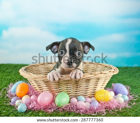 Cute Boston Terrier puppy sitting in an Easter basket with Easter eggs and candy around her, with copy space.