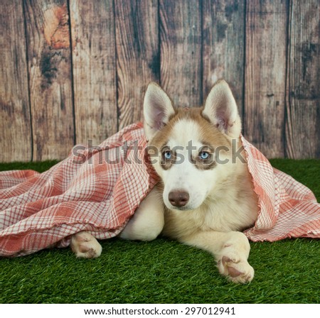 Siberian Husky puppy laying in the grass outdoors wrapped up in a pink blanket.