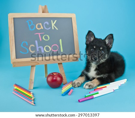 Cute little Pomsky puppy laying on a blue background with a back to school sign and school supplies all around him.