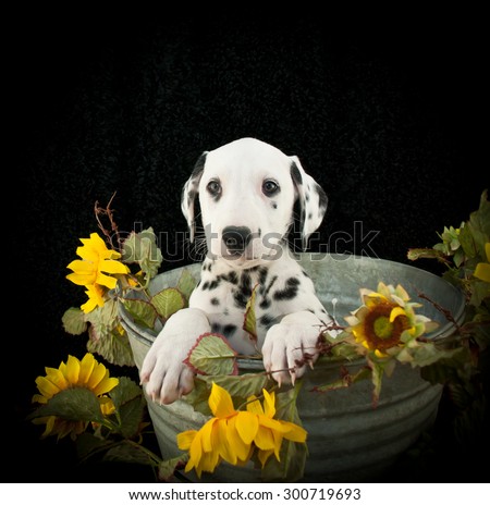 Sweet Dalmatian puppy sitting in a bucket with yellow sunflowers around it, on a black background with copy space.