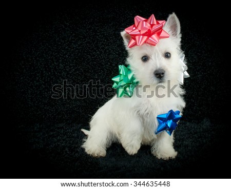 Sweet West Highland Terrier puppy sitting on a black background with Christmas bows stuck on him, with copy space.