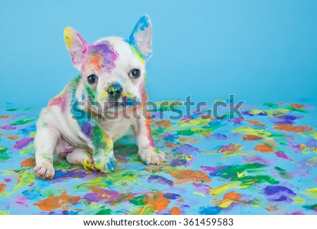 Silly little French Bulldog that looks like she got into the art teachers paint supplies, on a blue background with copy space.