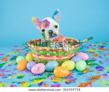 Funny little French Bulldog puppy sitting in an Easter basket, that looks like she just got done painting Easter eggs. On a blue background.