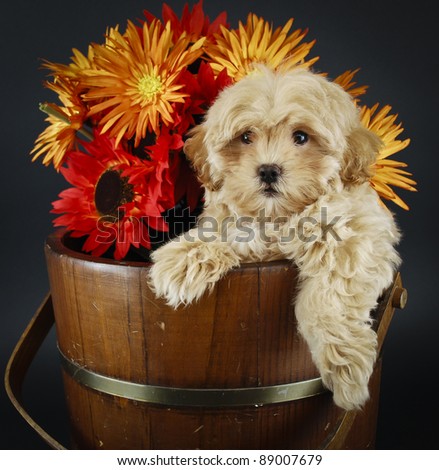 Cute Buff puppy with fall flowers on a black background.