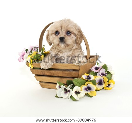 Cute little buff puppy sitting in a basket with flowers around her, on a white background.