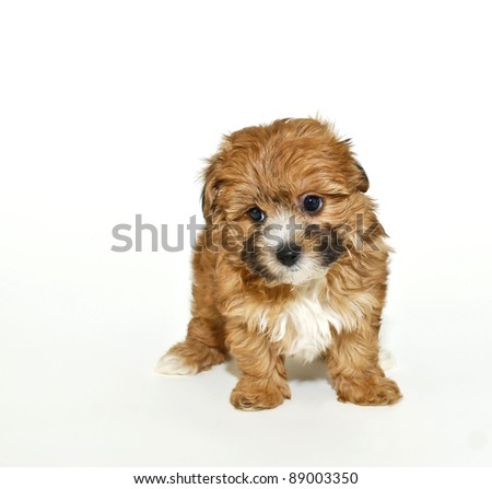 Yorkie  Puppies on Stock Photo   Very Cute Yorkie Poo Puppy On A White Background With