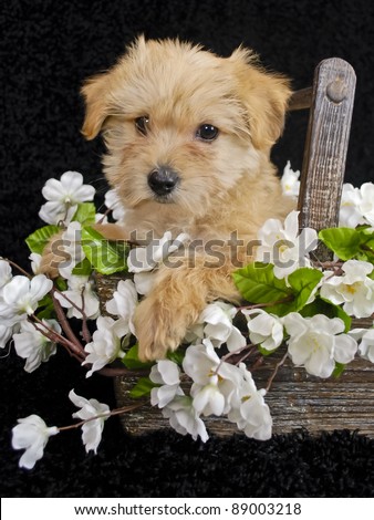 Cute Puppy sitting in a basket with white flowers on a black background.