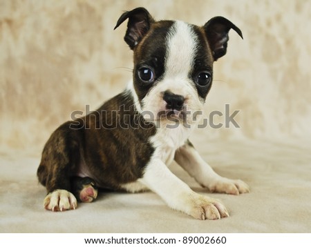 Puppy Coloring on Cute Brindle Boston Terrier Puppy  Stock Photo 89002660   Shutterstock