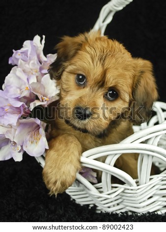 Little brown puppy in white basket with purple flowers on black background.