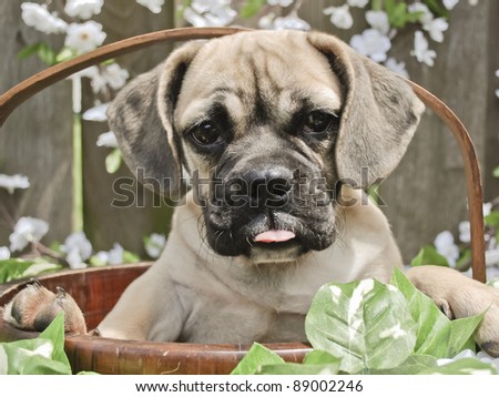 Bulldog Mix Puppy