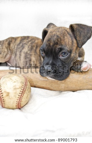 Very cute Boxer puppy resting on a bat with baseball beside her.