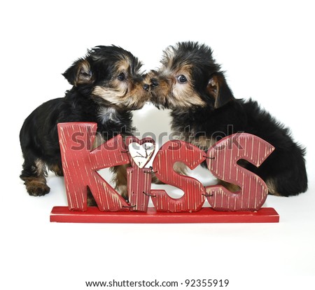 free puppies sign