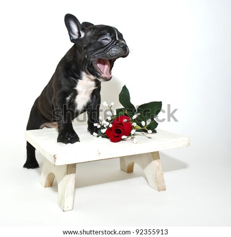 Silly French Bulldog puppy that looks like he is singing or talking with a single red rose on a white background.
