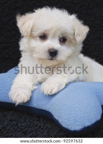 Little Malti-Poo puppy laying on a blue bone pillow on a black background.