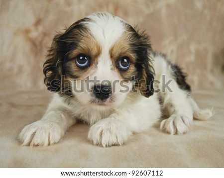 Sweet Cavachon puppy that is looking sad and sorry for something.