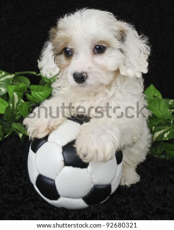 Cavachon puppy that looks like he is ready to play a soccer game on a black background.