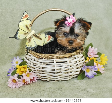 Yorkie puppy sitting in a basket with a yellow butterfly and spring flowers.