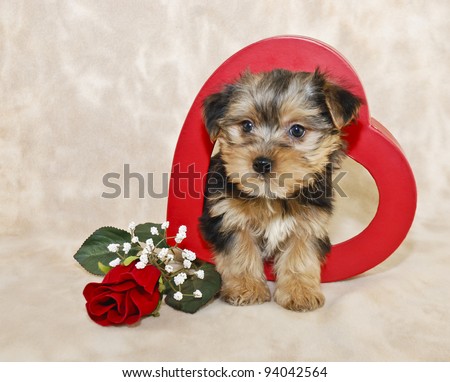 red morkie