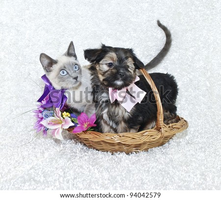 Cute puppy and kitten sitting in a basket together with spring flowers on a white background.