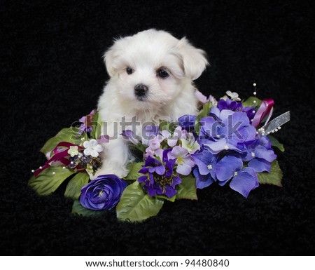 Sweet little Malti-Poo puppy sitting with pretty purple and pink flowers on a black background.