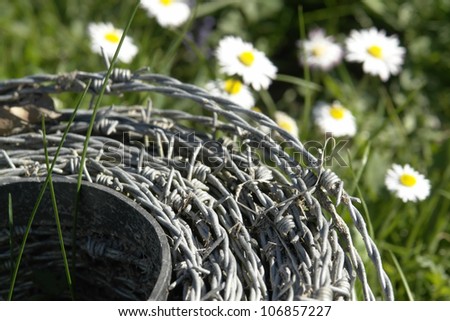 detail shot of a roll of barbed wire in a meadow with lots of daisy flowers at spring time