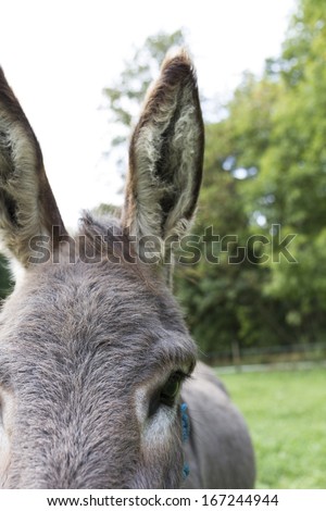 detail shot of brown donkey outdoors. dark eye