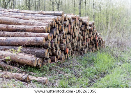 pile of wood in forest ready for transport