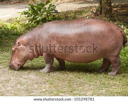 The hippopotamus is semi-aquatic, inhabiting rivers and lakes where territorial bulls preside over a stretch of river and groups of 5 to 30 females and young.