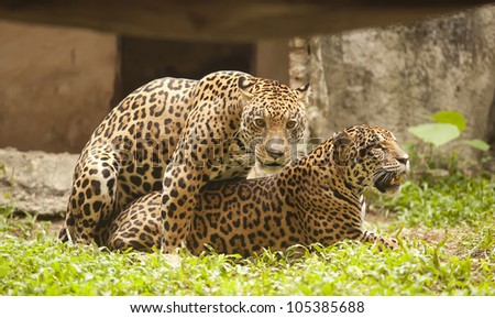 Portrait of two Leopard (Tiger) to play on the floor.