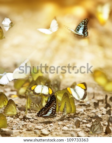 Many butterfly on the flow in the wild, selective focut at white butterfly.