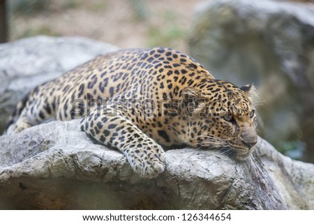 Leopard (Tiger) deep sleep on the rock.