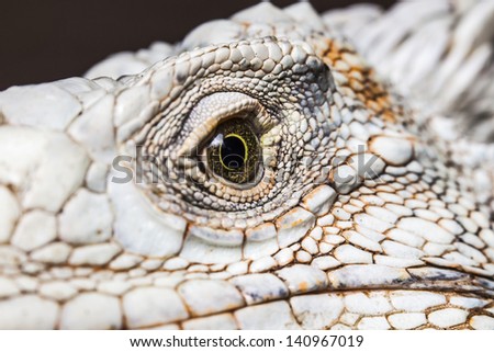 Closeup to the dragon eye