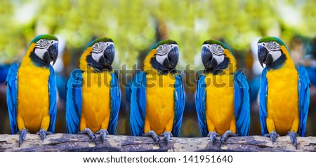Blue macaws sitting on log.