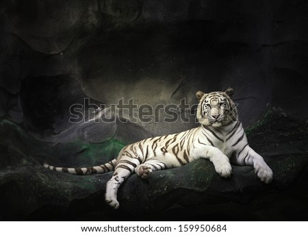 WHITE TIGER sleep on a rock