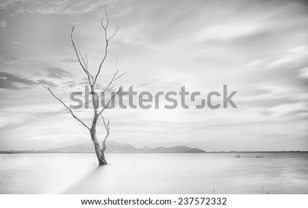 Lonely dead tree. Art nature