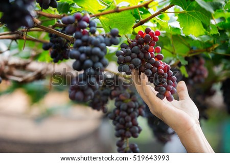 Farmer in his vineyard checking and protecting his products, grape fruit in Farm and product for wine