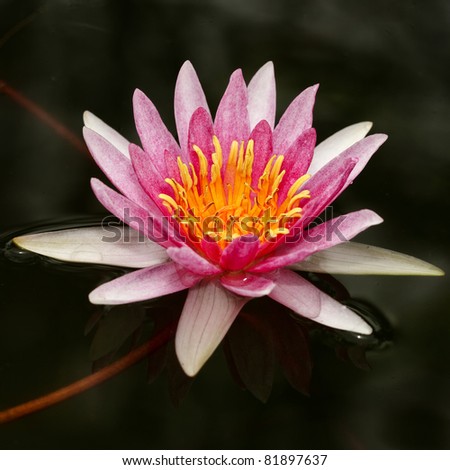 Pink lotus with space back ground