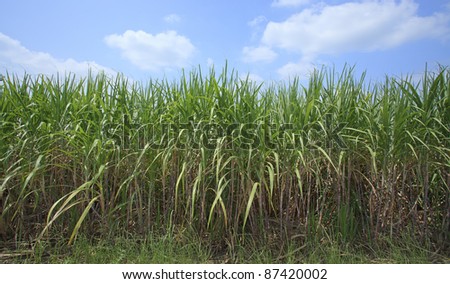Sugar cane with blue sky, the most economic plant in asia and Thailand.